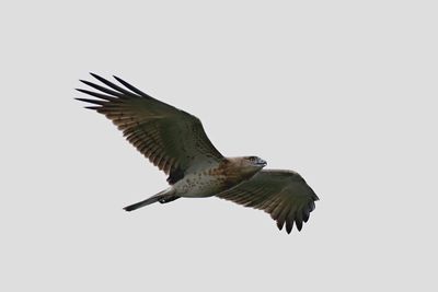 Low angle view of eagle flying against clear sky