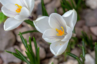 High angle view of white flowering plant