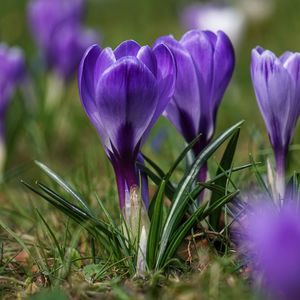 Close-up of purple crocus flowers on field