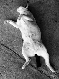 High angle view of dog relaxing on floor
