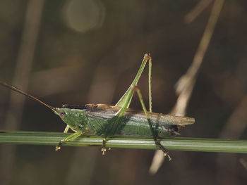 Grasshopper on the grass