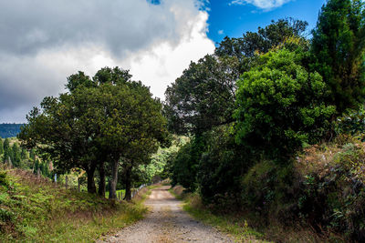 Trees in forest against sky