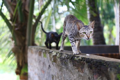 Portrait of a cat on tree trunk