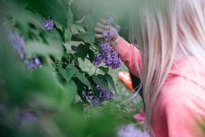 Close-up of purple flowering plant