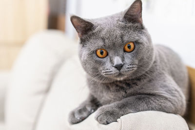 Close-up of cat looking away