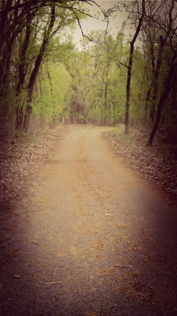 tree, the way forward, tranquility, forest, diminishing perspective, vanishing point, tranquil scene, road, nature, dirt road, transportation, growth, beauty in nature, scenics, branch, empty road, footpath, outdoors, no people, non-urban scene