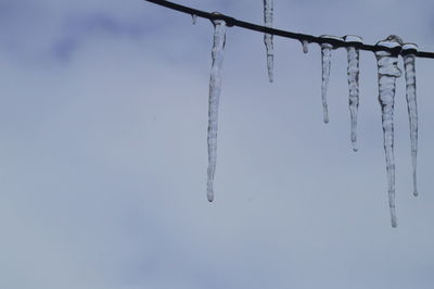 Nature's windchimes