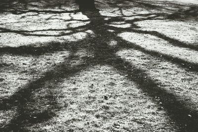 Full frame shot of tree trunk