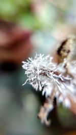 Close-up of frozen plant