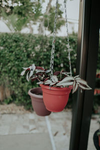 Close-up of swing hanging on potted plant at yard