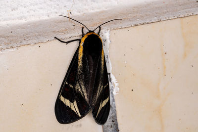 Close-up of butterfly on wall