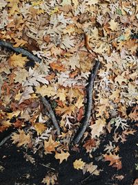 Close-up of autumn leaves on fallen tree