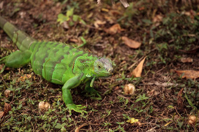 Juvenile green iguana scientifically known as iguana iguana is an invasive species in florida.