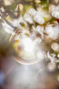 Close-up of illuminated plant on sunny day