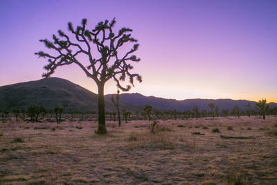 Tree on field against sky