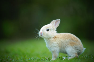 Close-up of rabbit on land