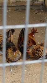 Close-up of birds in nest