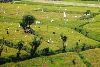 High angle view of clothes on field