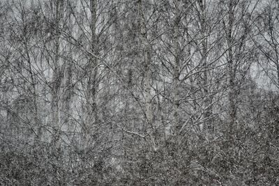 Full frame shot of bare trees in winter