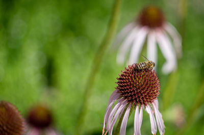 Close-up of insect on flower