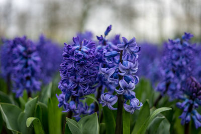 Close-up of purple flowering plants