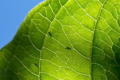 Close-up of leaf