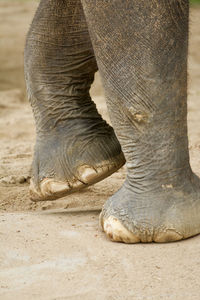 Low section of elephant in zoo