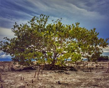 Trees on field against sky