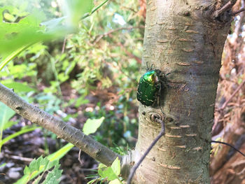 Close-up of insect on tree trunk