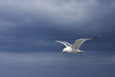 Low angle view of seagull flying