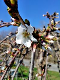 Close-up of cherry blossoms in spring