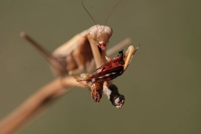 Close-up of praying mantis hunting insect on twig