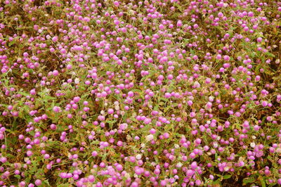 Close-up of pink flowering plants on field