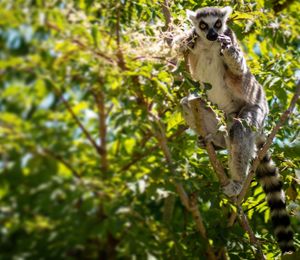 Monkey in a tree