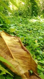 Plants growing on tree