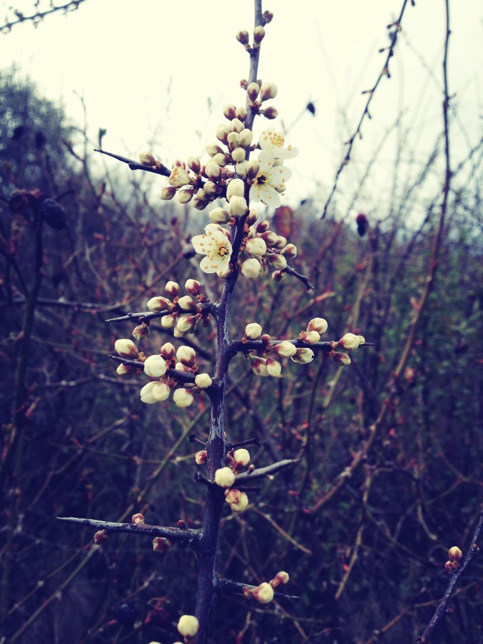 flower, growth, freshness, fragility, focus on foreground, nature, beauty in nature, branch, plant, close-up, bud, tree, blooming, blossom, twig, in bloom, stem, petal, springtime, leaf