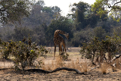 View of giraffe in forest