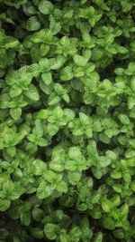 Full frame shot of green leaves