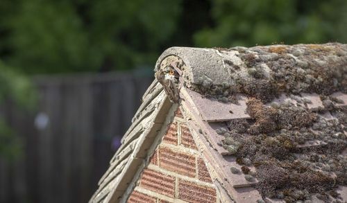 Close-up of moss growing on roof