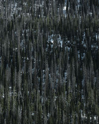 Full frame shot of pine trees in forest