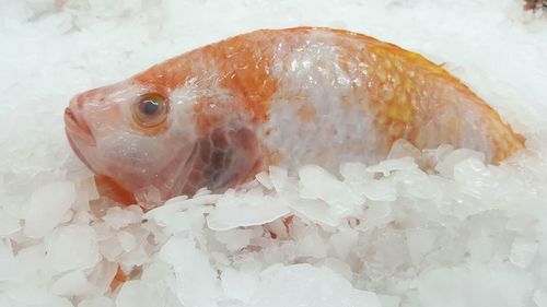Close-up of fish for sale