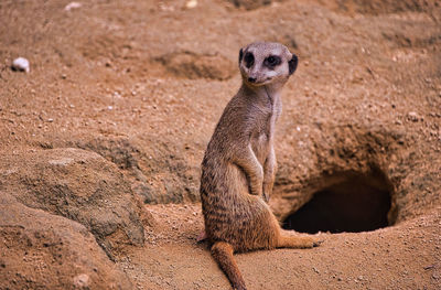 Meerkats in fromt of there cave