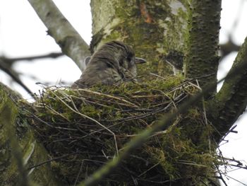 Close-up of squirrel on tree