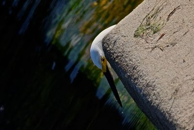 Close-up of bird perching on water