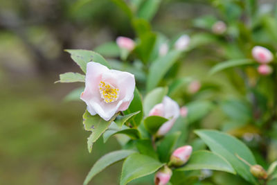 Close-up of white rose