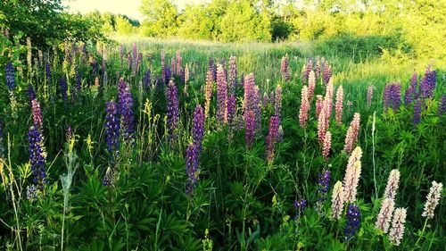 Purple flowers growing outdoors