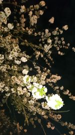 Close-up of white flowers