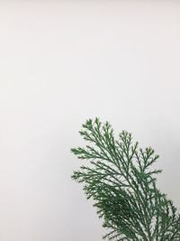 Close-up of plant against white background