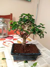 Close-up of potted plant on table