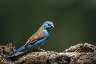 Close-up of bird perching on rock